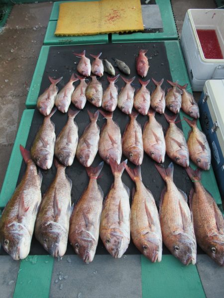 真祐丸 (しんゆうまる) 釣果