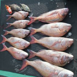 真祐丸 (しんゆうまる) 釣果