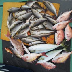 真祐丸 (しんゆうまる) 釣果