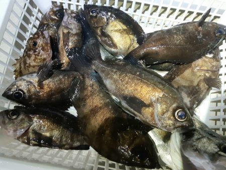 KIM Fishing Guide Ser…