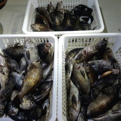 KIM Fishing Guide Service 釣果
