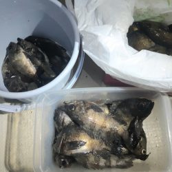 KIM Fishing Guide Service 釣果