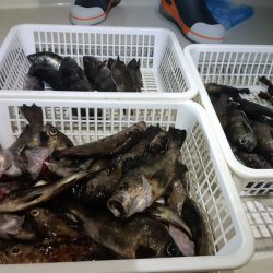 KIM Fishing Guide Service 釣果