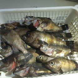 KIM Fishing Guide Service 釣果