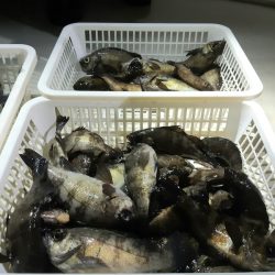 KIM Fishing Guide Service 釣果