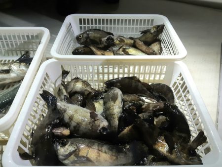 KIM Fishing Guide Ser…