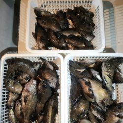 KIM Fishing Guide Service 釣果