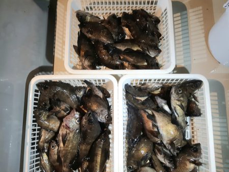 KIM Fishing Guide Ser…