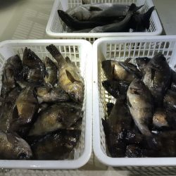 KIM Fishing Guide Service 釣果
