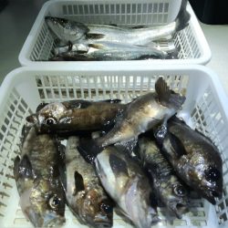 KIM Fishing Guide Service 釣果