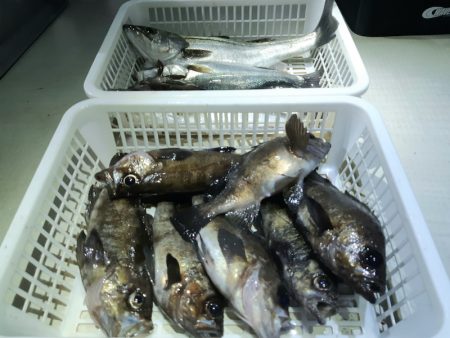 KIM Fishing Guide Ser…