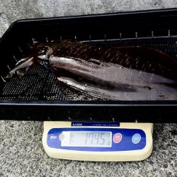 South Current 釣果