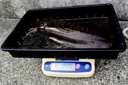 South Current 釣果