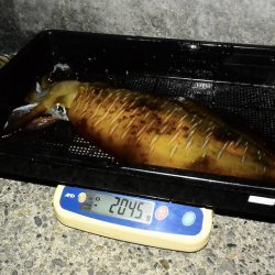 South Current 釣果