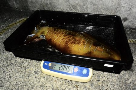 South Current 釣果