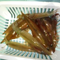 ＢｌｕｅＮｏｔｅ　Ｆｉｓｈｉｎｇ　Ｔａｘｉ 釣果