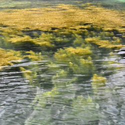 South Current 釣果