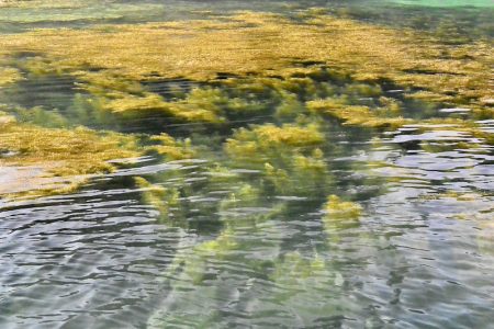 South Current 釣果