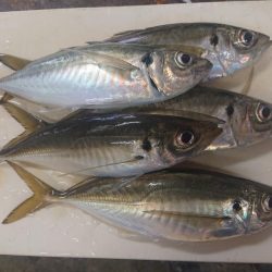 深川　吉野屋 釣果