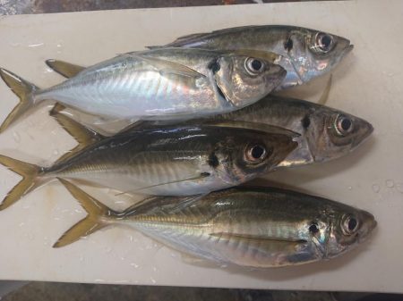 深川　吉野屋 釣果