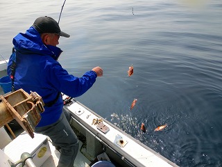 第二清洋丸 釣果