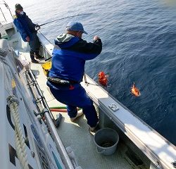 第二清洋丸 釣果