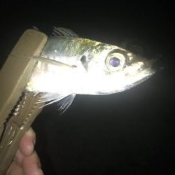 夕マズメのアジングでアジ9匹