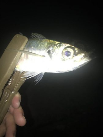 夕マズメのアジングでアジ9匹