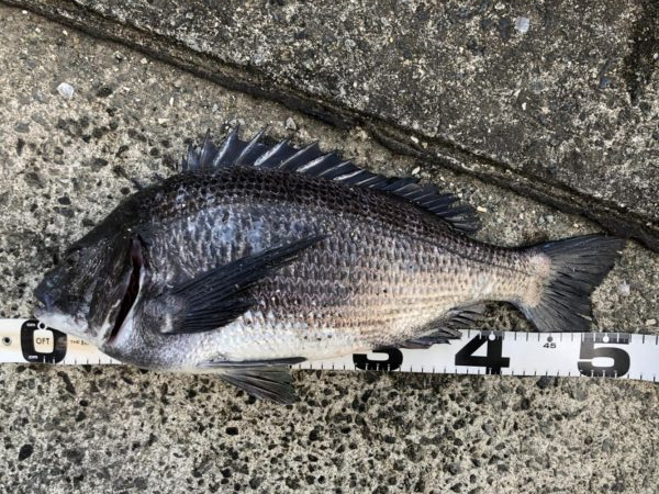 イチノ兄弟、釣果！