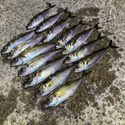 爆風島アジング