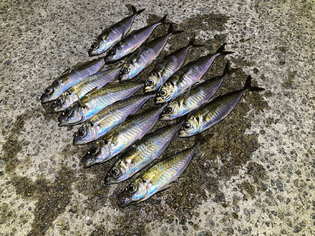 爆風島アジング