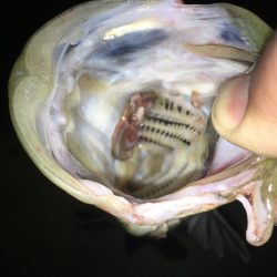 リベンジバチ抜け！