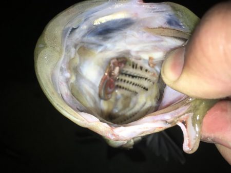 リベンジバチ抜け！