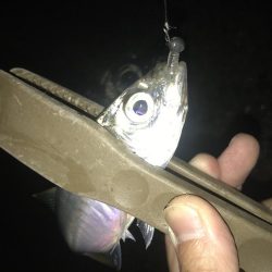 短時間でアジ6匹