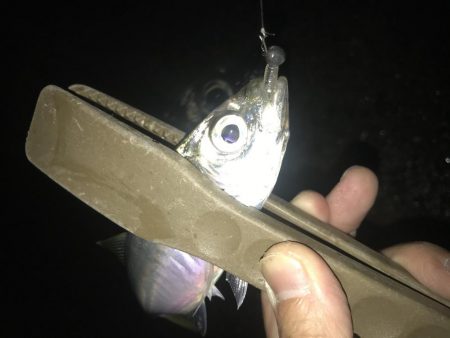 短時間でアジ6匹