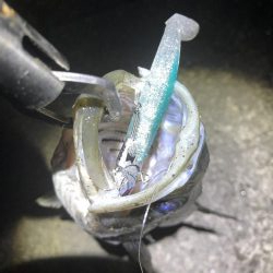 久しぶりにシーバス釣り