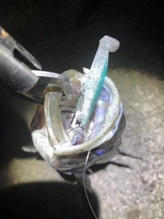 久しぶりにシーバス釣り