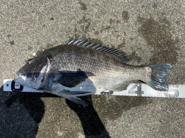 イチノ兄弟、釣果！