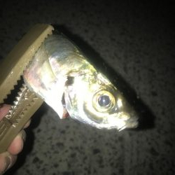 夕マズメのアジング好調