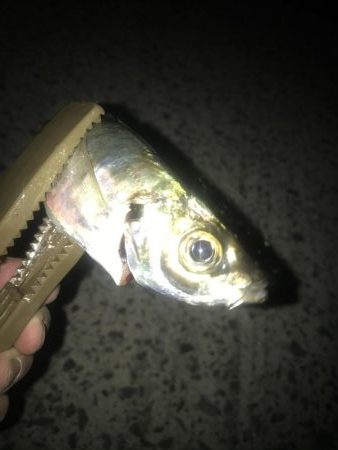 夕マズメのアジング好調