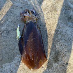 大潮は潮が動かないなぁ