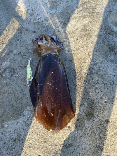 大潮は潮が動かないなぁ