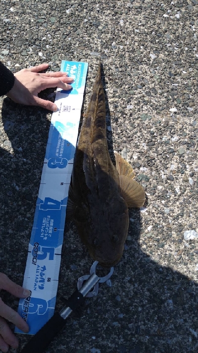 フラットフィッシュ