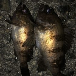 強風小雨中潮短時間メバリング