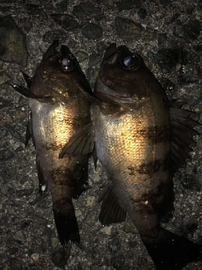 強風小雨中潮短時間メバリング