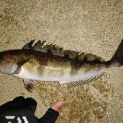 久々のホッケ 富山県 吉浦 黒部川河口 ショアジギング ホッケ 陸っぱり 釣り 魚釣り 釣果情報サイト カンパリ 久々のホッケ 富山県 吉浦 黒部川河口 ショアジギング ホッケ 陸っぱり 釣り 魚釣り 釣果情報サイト カンパリ