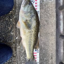 カバースキャットかー