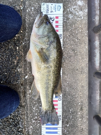 カバースキャットかー