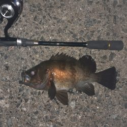 メバル好調です!