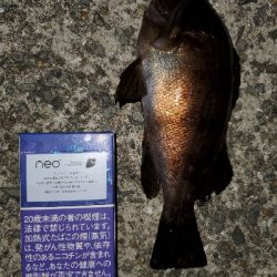 中潮微風〜強風メバリング